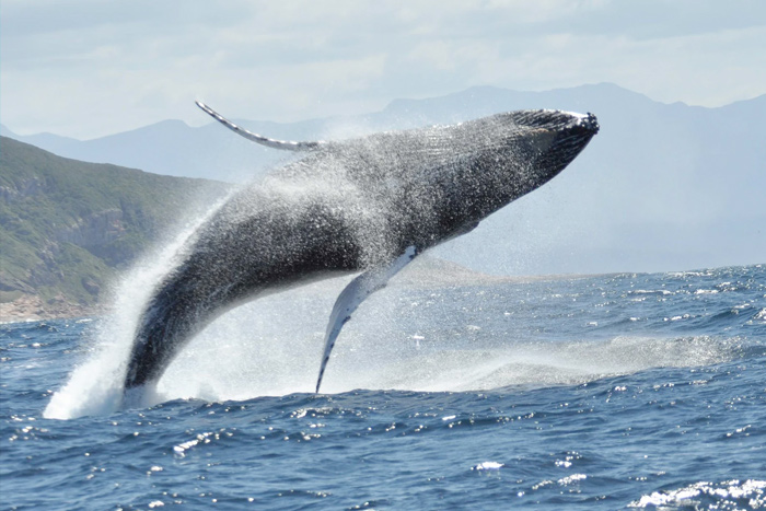 whale